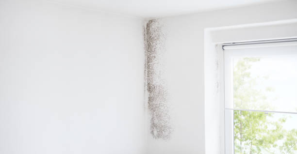 Biohazard Mold Removal in Clifton Springs, NY