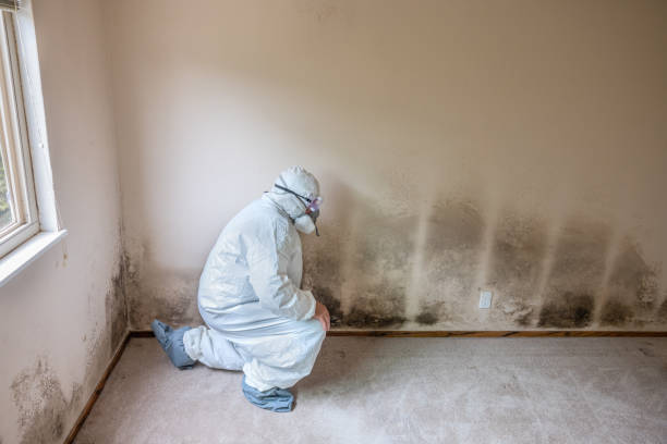 Best Industrial Mold Remediation  in Clifton Springs, NY